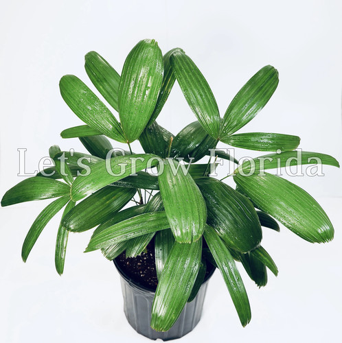 Rhapis koban the puffy - koban,, ‘the