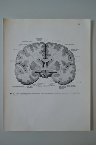Planche anatomie humaine - planche,