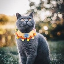  Collier Réglable Pour