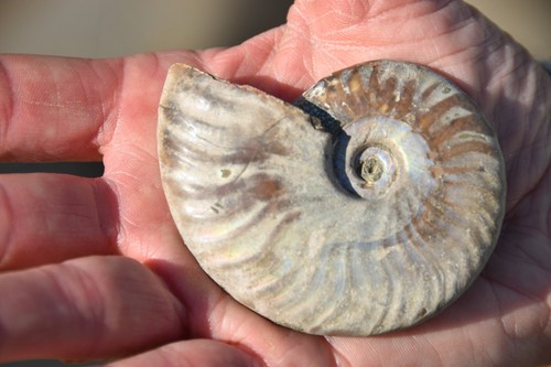 Rare ammonite aioloceras - ammonite,