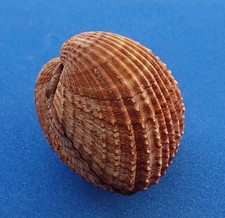 Coquillage de collection : Acanthocardia tuberculata (France, Atlant, Cardiidae)