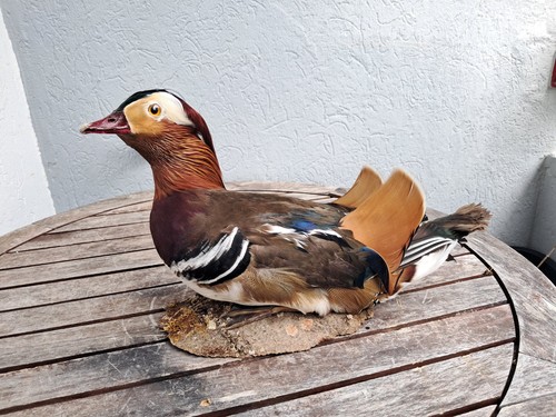 Taxidermie canard - de,