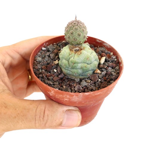 Tephrocactus geometricus brown - geometricus,