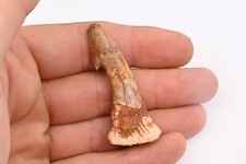 Dent  fossile  de poisson scie Onchopristis Numidus du Maroc Requin 54mm