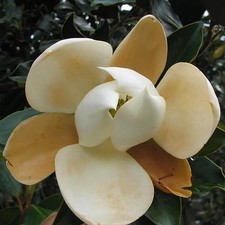 Magnolia grandiflora 'Little Gem' - Magnolia blanc d'été persistant compact