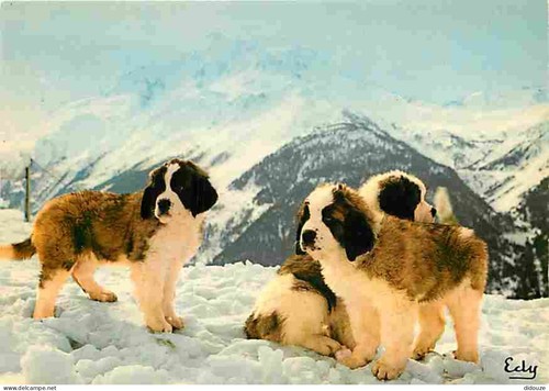 Carte postale animaux - carte,