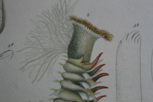 Annelides gravure règne - annelides,
