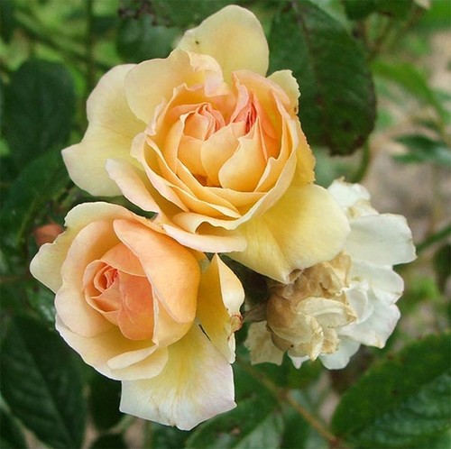 Rosier grimpant ghislaine - grimpant, de