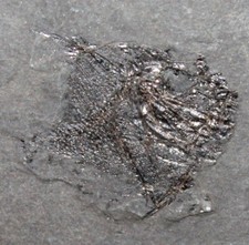 Antigonia - Rares Poisson