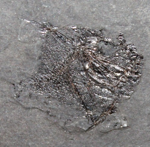 Antigonia rares poisson - antigonia,