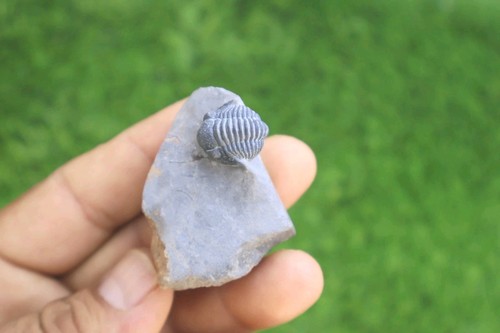 Natural gerastos trilobite - natural,