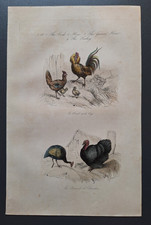 Gravure oiseau 19° rehaussé