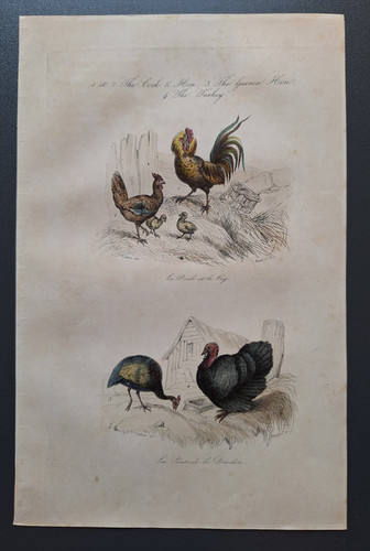 Gravure oiseau rehaussé - gravure,