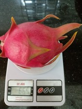 Boutures fruit de dragon -