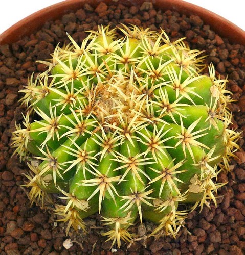 Echinocactus grusonii form