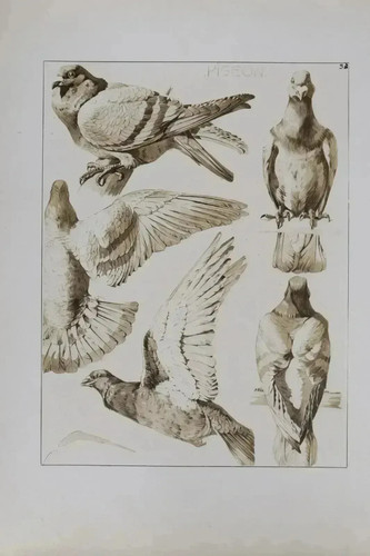 Mathurin meheut le pigeon - :,