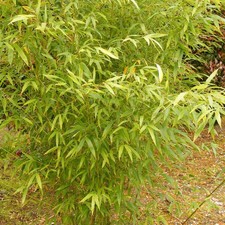 Phyllostachys aurea - Bambou doré