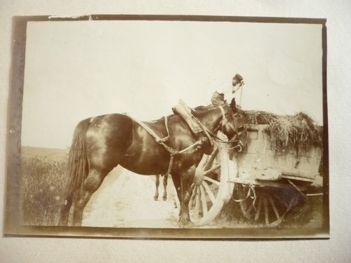 Photo 1890 cheval charette de - ,