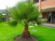 50 graines-WASHINGTONIA ROBUSTA-Palmier résistant.