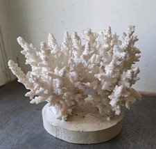 CORAIL BLANC  COLLECTION