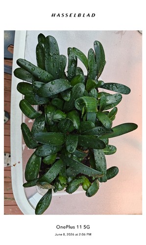 Clivia seedlings 2 leaves - clivia,