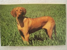 Chien BRAQUE HONGROIS.  Carte