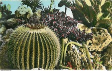 Fleurs - Plantes - Cactus -