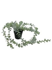 Ikea plante artificielle - ikea,