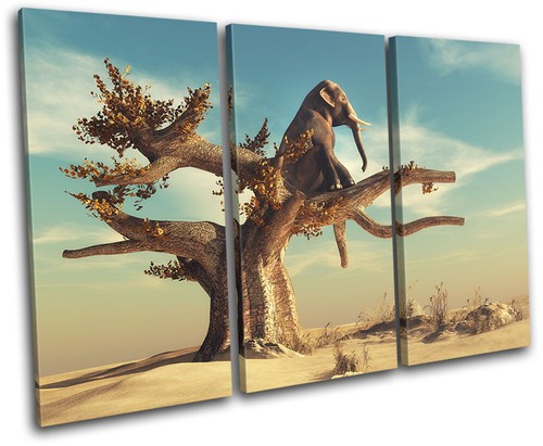 Elephant tree desert - tree,