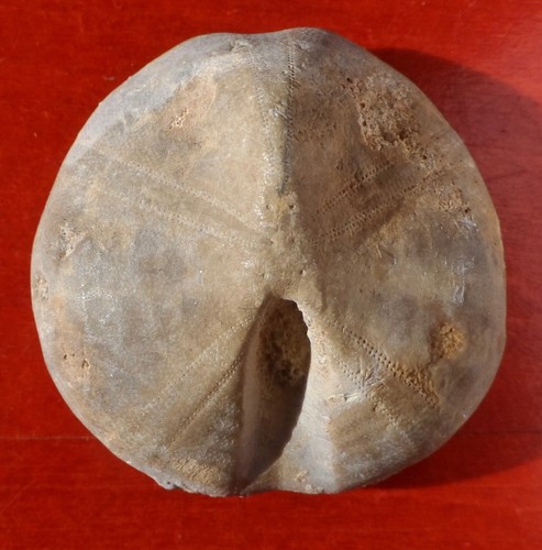 Oursin fossile jurassique - oursin,