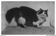 ASHP7-0380-CHAT - CHAT PERSAN TRICOLORE