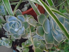 LOT de TROIS PLANTES AU