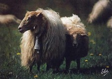 CPM - Moutons de nos montagnes