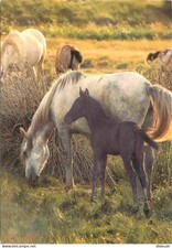Animaux - Chevaux - Camargue -