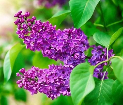 Boutures lilas commun - 6,