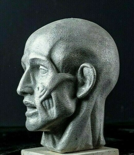 Head bust houdon - ,