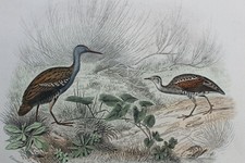 Gravure colorée OISEAUX XIXè
