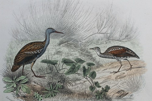 Gravure colorée oiseaux xixè - colorée,