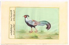 Peinture Fait Main Du Magnifique Tragopan Occidental Peinture Sur Papier 5,5x9"