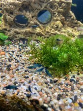 Lot de 10 Crevettes Bleue