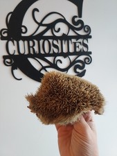 Carapace de hérisson – Peau