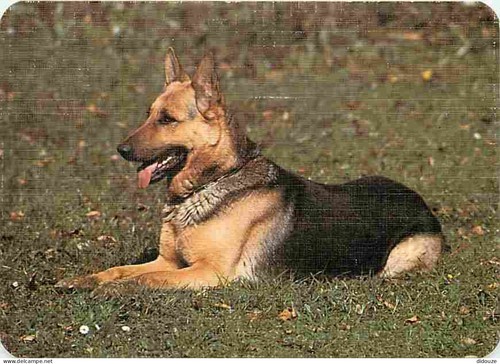 Carte postale animaux - postale,
