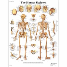 Anatomie humaine  Squelette