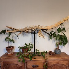 Squelette de mosasaure -