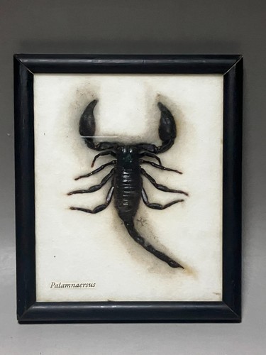 Véritable spécimen insecte - spécimen, d'insecte
