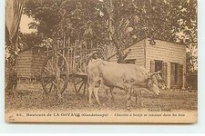 Guadeloupe - Hauteurs de LA GOYAVE - Charette a boeufs se rendant dans les bois