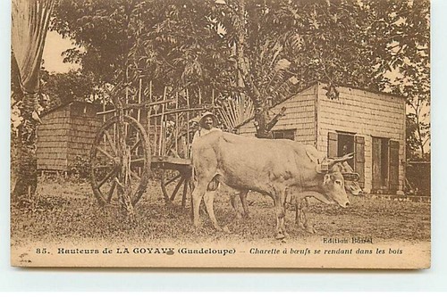 Guadeloupe hauteurs de la - guadeloupe,
