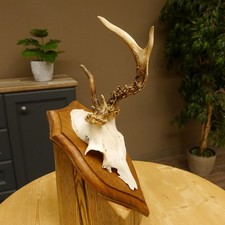 Chevreuil Anormal Bock Bois de