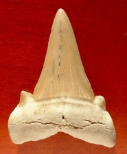 DENT DE REQUIN FOSSILE DU PRIABONIEN , LAMNA