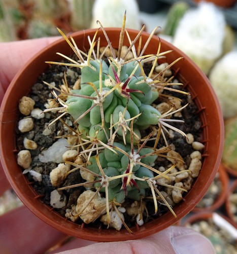 Ancistrocactus uncinatus - ancistrocactus,
